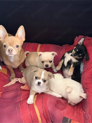 Schwarze dreifarbige Chihuahua-Hündin zu verkaufen Bild 4
