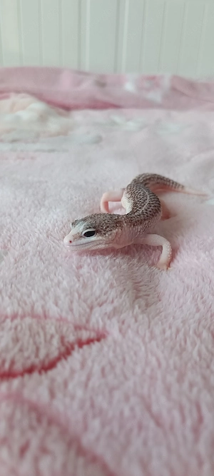 leopardgecko