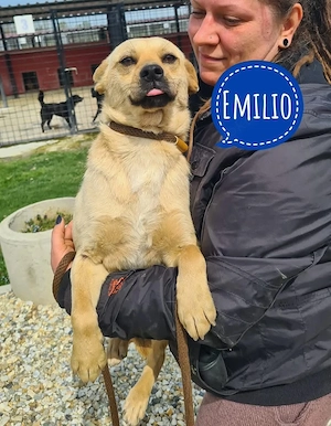 Emilio, wundersüßer Traumhund