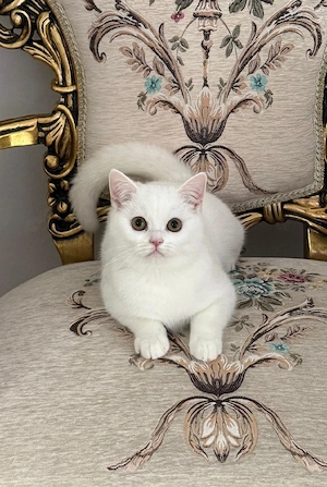 Süßer British-Kurzhaar Kater sucht ein neues Zuhause 