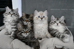 Sibirische Kitten mit Stammbaum