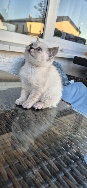 Britisch Kurzhaar (BKH) Kater-Baby zu verkaufen 