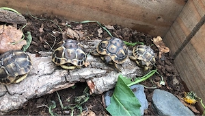 Grieschiche Landschildröten 