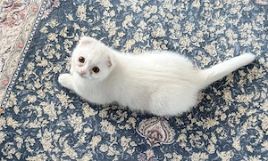 Süßes Perser-Kätzchen (weiblich)