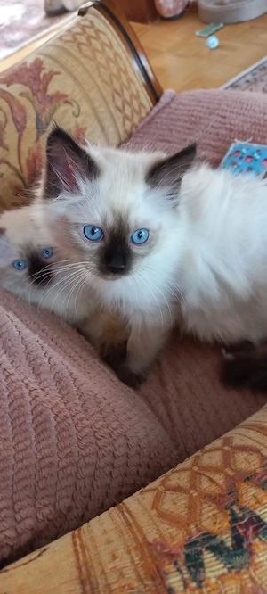 Heilige Birma Kitten 