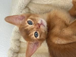 Süßes Abessinier Kitten Mädchen in der Farbe Sorel sucht ein liebevolles Zuhause
