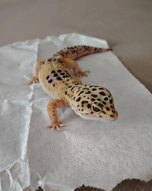 Leopardgecko Weibchen Adult Handzahm