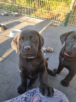  Reinrassige Labrador Retriever Welpen 