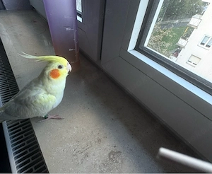 Vermisster Nymphensittich 