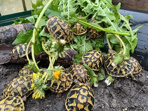 Griechische Landschildkröten