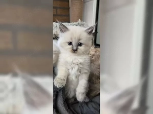 Ragdoll Kitten Babies
