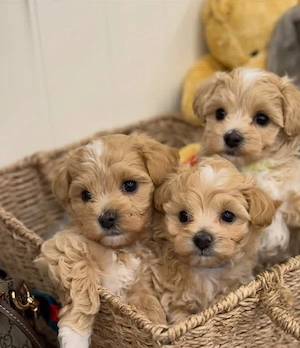 Maltipoo-Welpen im Miniaturformat   liebevolle, winzige Begleiter