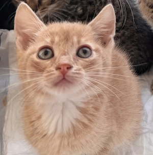 Noch einen mischlingkater 8 Wochen alt Katze 