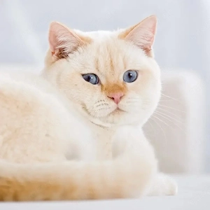 Britisch Kurzhaar kater 3 jahre alt 
