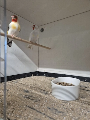 stieglitz major weißkopf Satinet 