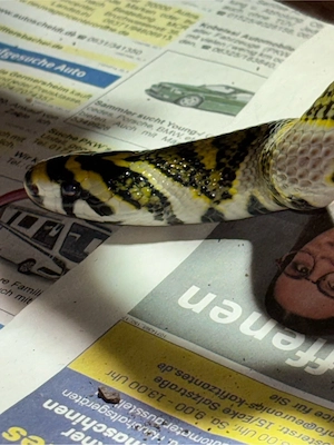 Mandarinennatter zu verkaufen