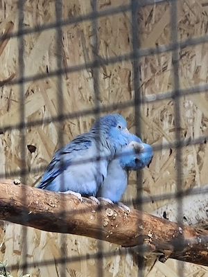 Blaugenick Sperlingspapageien 