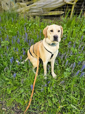 Nacho sucht sein Zuhause Bild 5