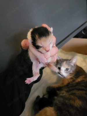 kitten zu verkaufen 