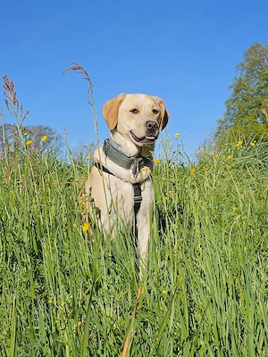 Nacho sucht sein Zuhause