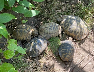 Landschildkröten 