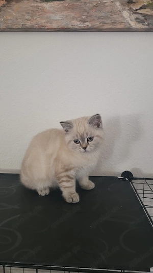 Süßes BKH Mädchen (12 Wochen) ab sofort abzugeben 