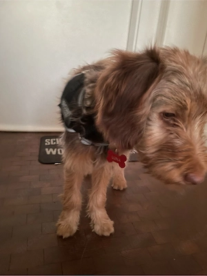 Hündin zu verkaufen