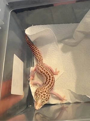 1.0 Leopardgecko 