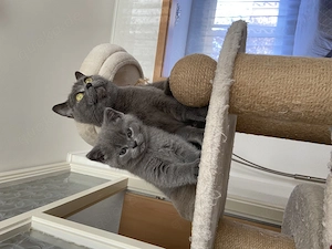 BKH Kitten reinrassig