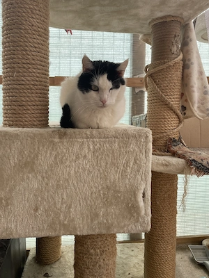 Ianis, ein liebenswerter und süßer Kater sucht sein Traumzuhause