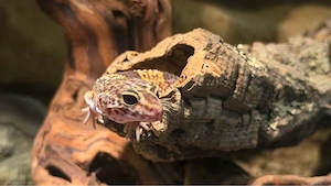 1.0 Tremper Albino