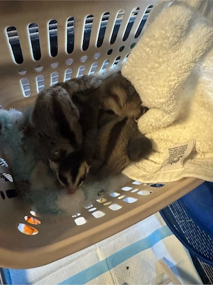 3 sugar glider männchen kastriert 