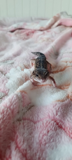 leopardgecko 