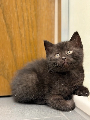 bkh blh kitten