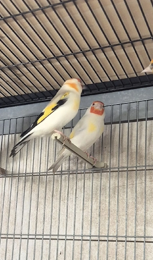 stieglitz major weißkopf Satinet mit rot augen