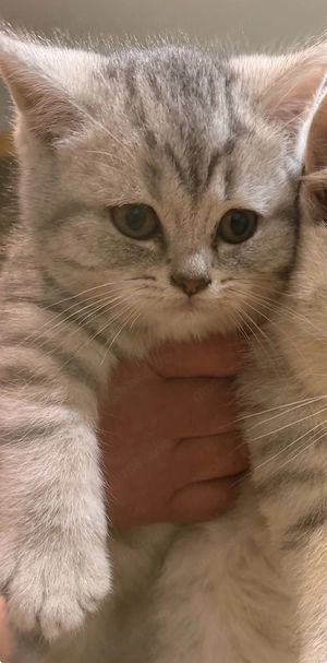 reinrassige britisch Kurzhaarkater