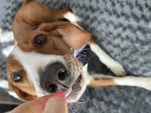 Traumhund sucht seine Menschen