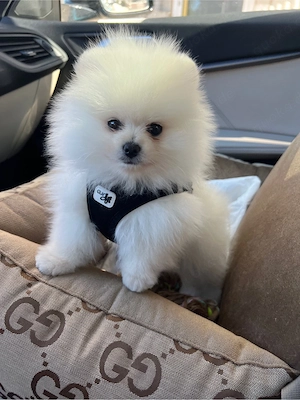 Zwergspitz   Pomeranian Welpe