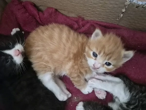 Bezaubernde Maine Coon Glückskatzen Mix Kitten 