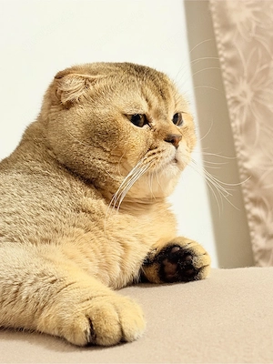kater katze