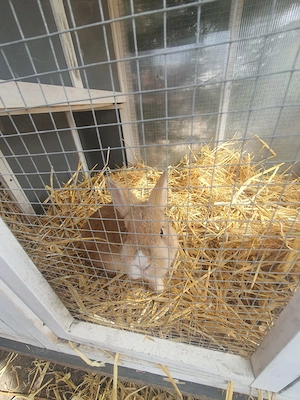 Männliche zwergkaninchen abzugeben (unkastriert) Bild 3