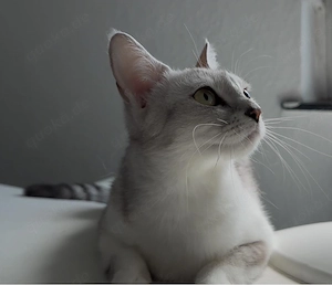 Wunderschöne Türkisch Angora Mix Dame 