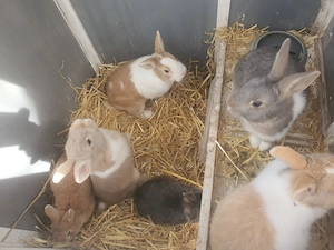 Männliche zwergkaninchen abzugeben (unkastriert) Bild 2