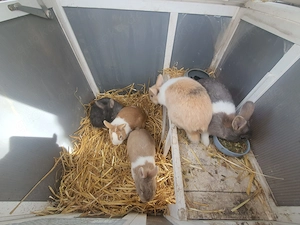 Männliche zwergkaninchen abzugeben (unkastriert)