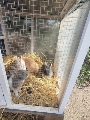 Männliche zwergkaninchen abzugeben (unkastriert) Bild 4