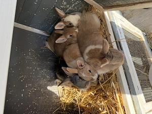 Männliche zwergkaninchen abzugeben (unkastriert) Bild 6