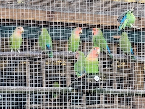 Rosenköpfchen 