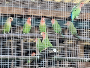 Rosenköpfchen 