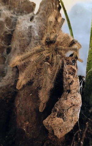  Phormingochilus sp. akaya