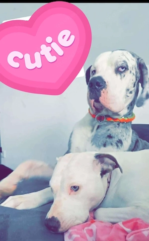 Doggenmix welpen suchen neues zuhause